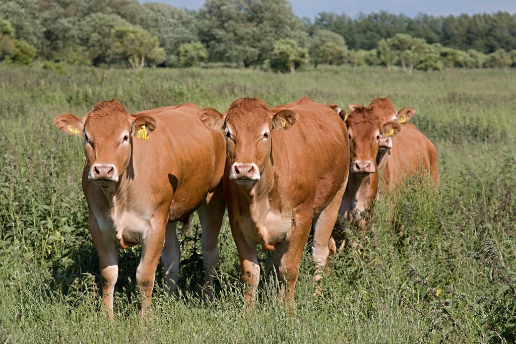 slikken van de heen natuurgebied natuur hdr Konikspaarden Uitkijktoren schotse hooglanders natuurmonumenten wisenten